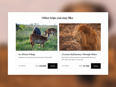 Safari Tours animals animals illustrated design designer digital safari ui uiux ux uxdesign web