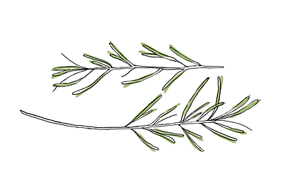 Rosemary, Alecrim alecrim green illustration art ilustração linestyle nature nature art nature illustration