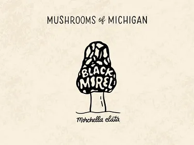 Black Morel black and white black morel forage foraging hand lettering identification illustration illustrative lettering lettering michigan morchella morel mushroom mushrooms nature outdoors scientific illustration