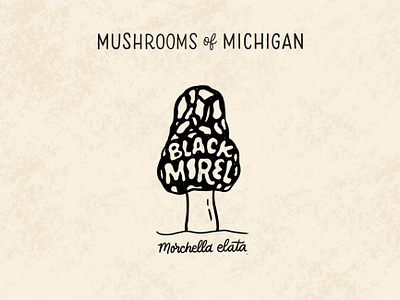 Black Morel black and white black morel forage foraging hand lettering identification illustration illustrative lettering lettering michigan morchella morel mushroom mushrooms nature outdoors scientific illustration