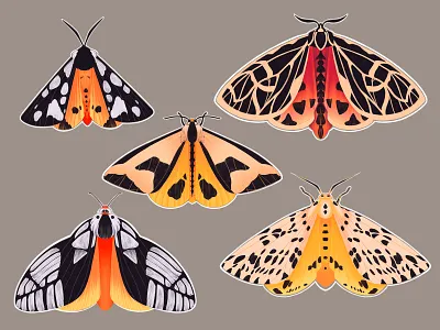 Butterflies butterflies butterfly illustration butterfly logo colorful colorful art design digital illustration digitalart illustration insects logo stickers