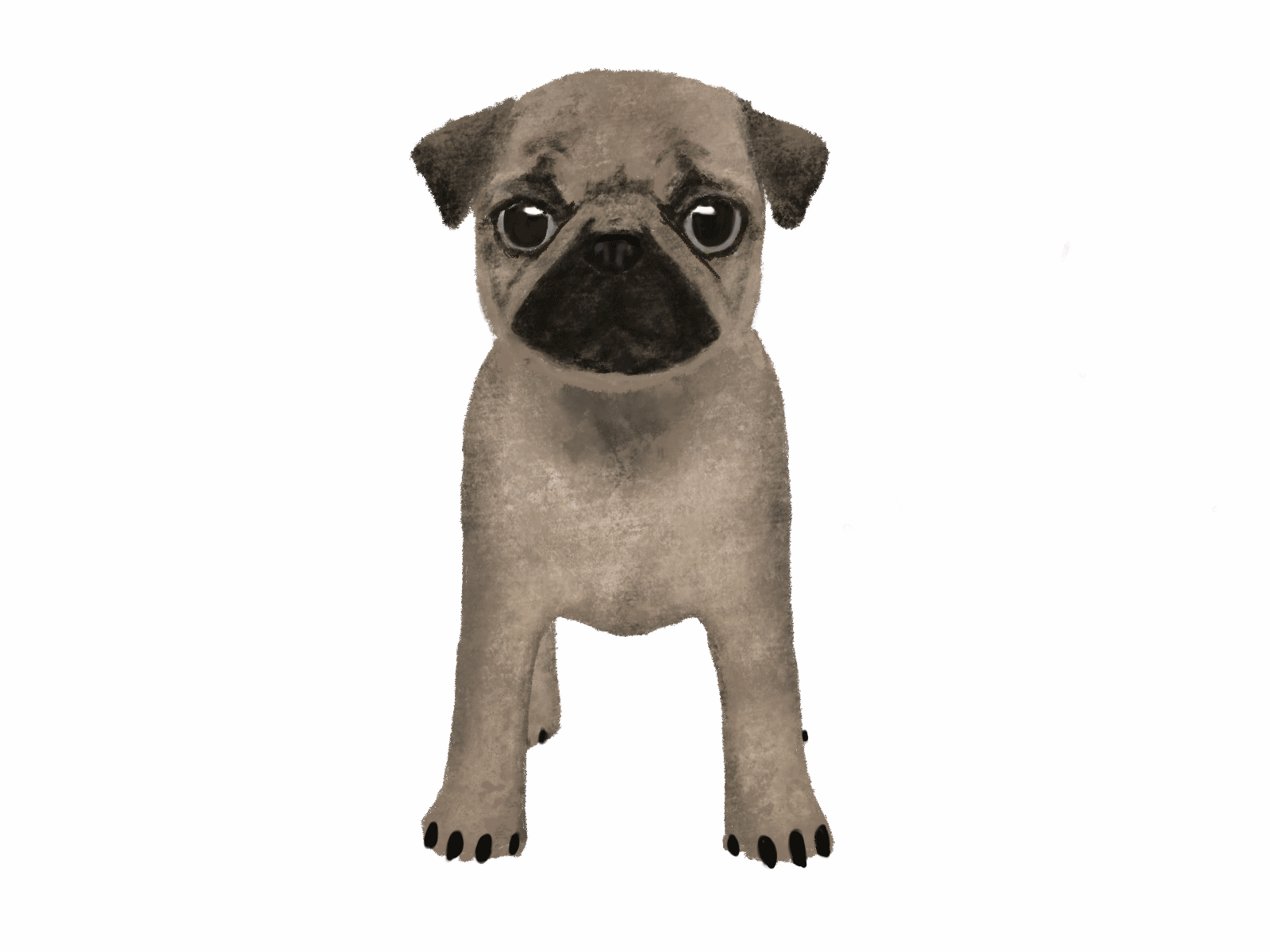 Spinning pug GIF dog dribbbleweeklywarmup gif procreate pug weeklywarmup