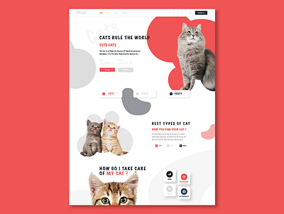 Cats WebDesign animal app design cats creative design designer graphicdesign ui uidesign uiux uiwebdesign ux web web design webdesign website website design xd design