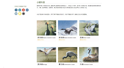 International Crane Foundation CHINA WEBSITE design ngo