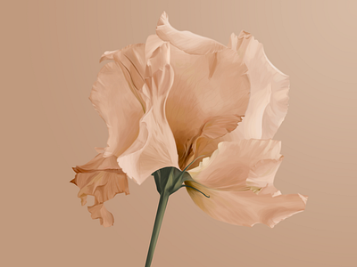 Digital Drawing. Flower beauty delicate digital art digital drawing digital illustration digital painting flower illustration orange