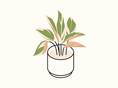 untitled calathea illustration indoor plant isometric plant plant illustration