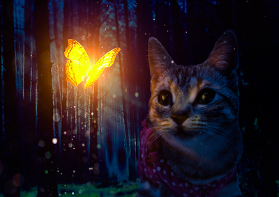 Alexis butterfly cat kitty photomanipulation