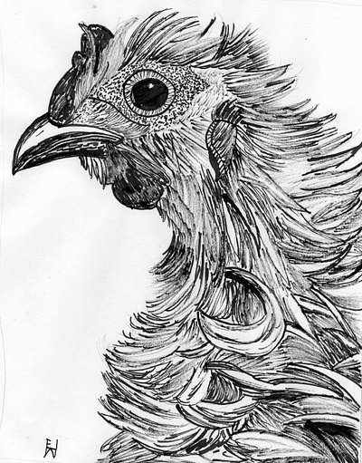 Funky Chicken black black and white blackandwhite chicken funky funky chicken illustration ink inking line rooster stick stickpen