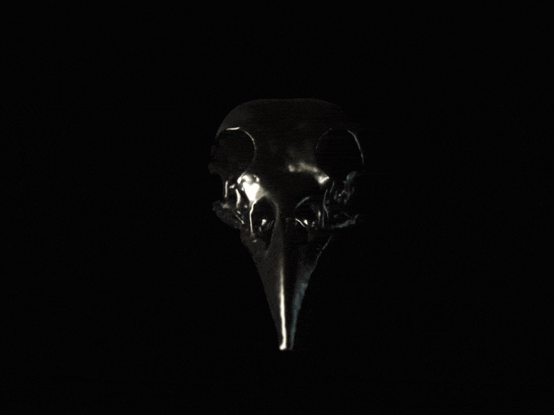 crowskull adobe after effects aftereffects animation c4d design motion graphics octane octanerender