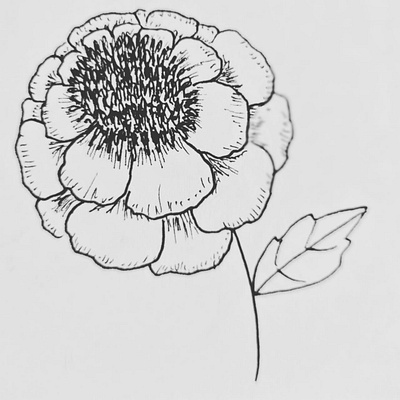 Marigold Seed Hand Drawing art flower flower illustration hand drawn illustration marigold