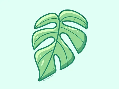 Rhaphidophora Tetrasperma caseyillustrates house plant house plants illustration leaf monstera orlando rhaphidophora tetrasperma vector