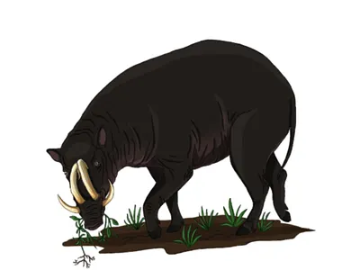Babirusa animals digital painting digitalart illustration nature wildlife