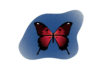 Butterfly illustration illustration