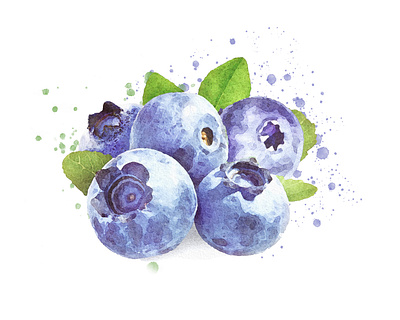 Watercolor blueberries with leaves blueberries design illustration vector watercolor watercolor art watercolor logo watercolor painting