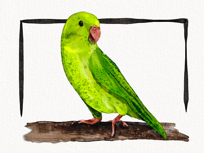 Parrot (Forpus coelestis) applepencil bird draw drawing flyer green ipad pro art ipadpro parrot pencil procreate sketch