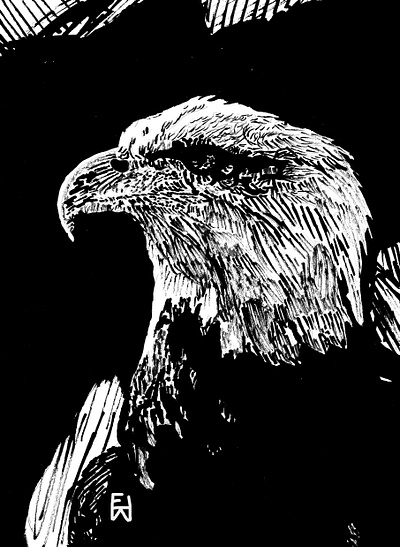 Noble Freedom Bird bird black black and white blackandwhite eagle illustration ink inking line lines stickpen