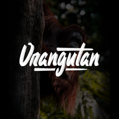 Orangutan. Hand lettering brand brand design branding branding concept branding design branding identity branding identity design branding illustration branding inspiration design handlettering lettering logo logo idea logo inspirations logodesign logotype simple typography