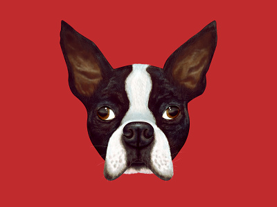 Noodle boston terrier digital painting dog dog portrait illustration illustrator illustree pet portrait photoshop portrait texture