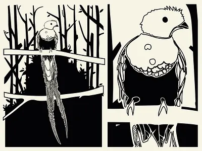 Quetzal bird black white black and white design illustration quetzal quetzalcoatl vector