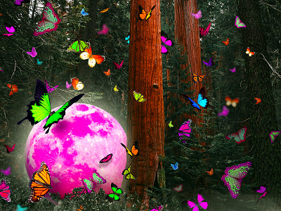 Butterfly Moon butterfly forest illustration insect moon moonlight photoshop