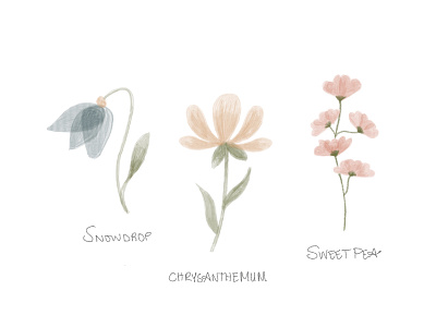 Floral study chrysanthemum floral floral study flowershop procreate snow drop sweet pea vector watercolor