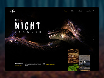 Wildlife Shows Landing Page adventure animals dark theme dribbble best shot landing page modernism nat geo national geographic safari snakes ui ui design ux ux design web website design wild animals wilderness wildlife zoo