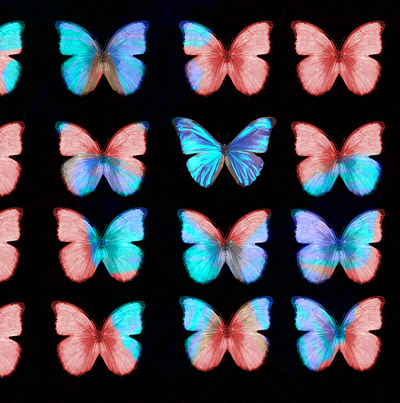 Metamorfosi blue butterfly evolution metamorphosis poster red