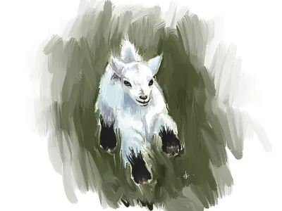 Sketch of baby goat animal digitalart digitalillustration goat illustration sketch