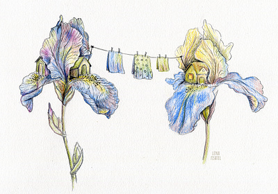 The Big Wash color pencil flower illustration flowers illustration watercolor