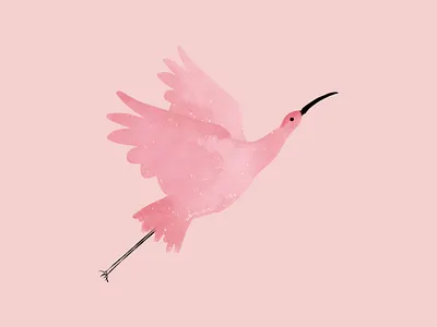 Pink Birdy bird illustration digital illustration persian designer