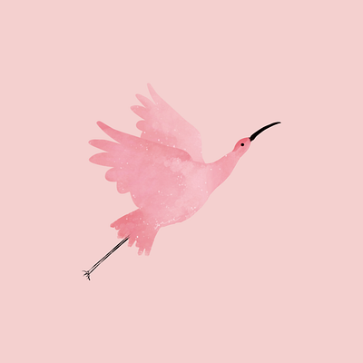 Pink Birdy bird illustration digital illustration persian designer