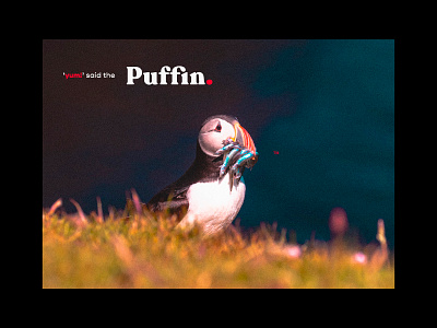 Puffin. bird photography child friendly childrens book image editing nature nature art nature design nature photography poster art print design puffin