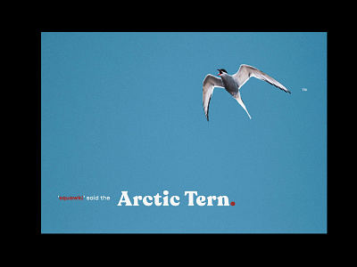 Arctic Tern. bird blue sky childrens book funny humour image editing minimalism nature nature art nature photography night poster art prints