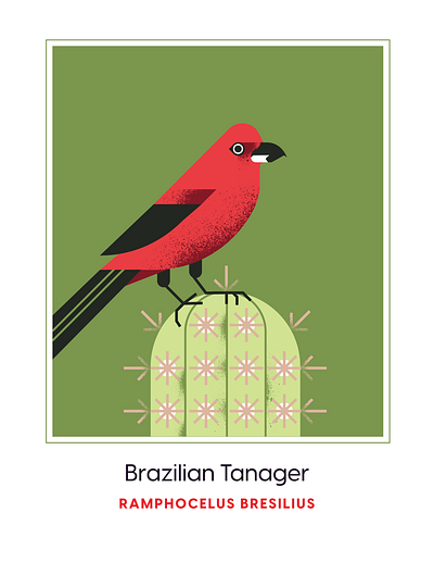 Brazilian Tanager animal beak bird brazilian cactus character design fly geometric green illustration nature plant red retro texture vector