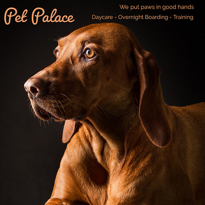 Pet Palace ad design advert brand design brand identity copywriting design socialmedia