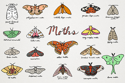 Moths Clipart Illustrations artist bugs clipart colorful cute drawings graphics hand drawn icons illustration illustrator insects moths nature pen drawing pollinators pretty resources sketched vector