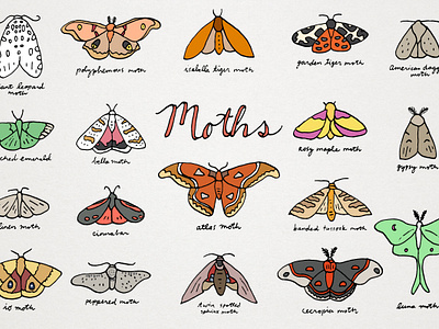 Moths Clipart Illustrations artist bugs clipart colorful cute drawings graphics hand drawn icons illustration illustrator insects moths nature pen drawing pollinators pretty resources sketched vector