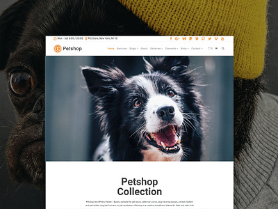 Pets Site Builder - Petshop WordPress Theme design page builder pet pet care pets petshop petstore plugins responsive site builder template theme web design web development wordpress wordpress blog wordpress development wordpress theme wordprew wordprew