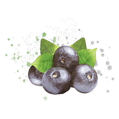 Watercolor Acai Berries with leaves acai berries acai berries illustration illustrations vector watercolor watercolor art watercolorlogo watercolors