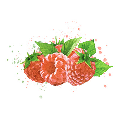 Watercolor Raspberries with leaves illustration raspberrieswatercolor raspberry vector watercolor watercolor illustration watercolor painting watercolorlogo watercolour