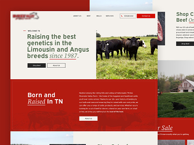 Cow Farm Website cattle cattle farm cow cow farm design farm meat nashville tennessee ui website design