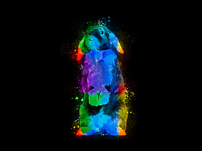 Colorful Rabbit | Animal Art Design 3d animal app art branding color design graphic design icon illustration illustrator logo minimal photoshop rabbit typography ui ux vector website