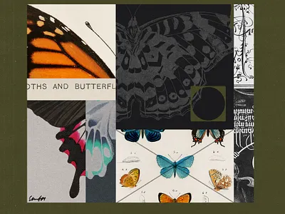 262 butterflies collage februllage illustration