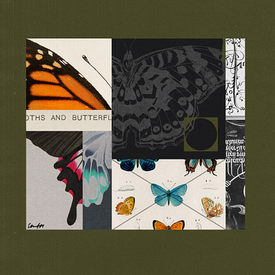 262 butterflies collage februllage illustration