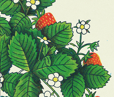 Strawberries halftone illustration leaves plant retro sketch spring strawberry texture vintage