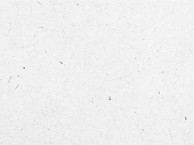 Logo animation for The Tailorbirds animation design logo motiongraphics