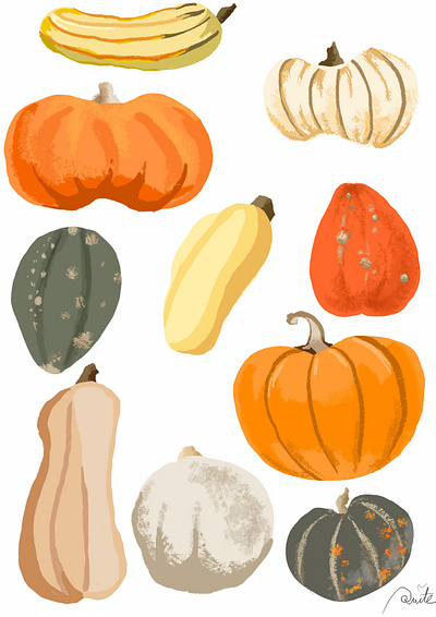 squash part one flat colour food gimp illustration rough variety