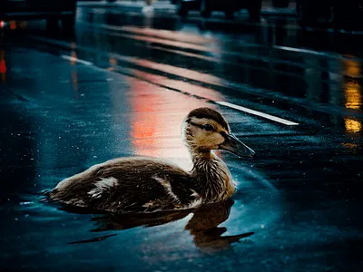 Duck on Road beautiful duck night photoshop road sharma vahin vahin sharma