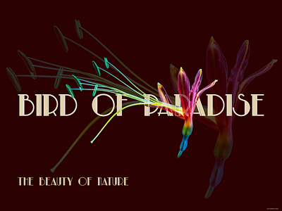 Bird of paradise cover art design web