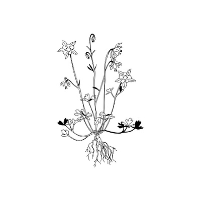 Columbine botanical illustration design illustration line art illustration procreate vector